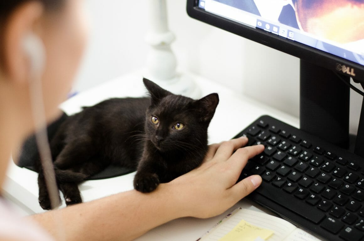 Remote Workers And Cat Lovers